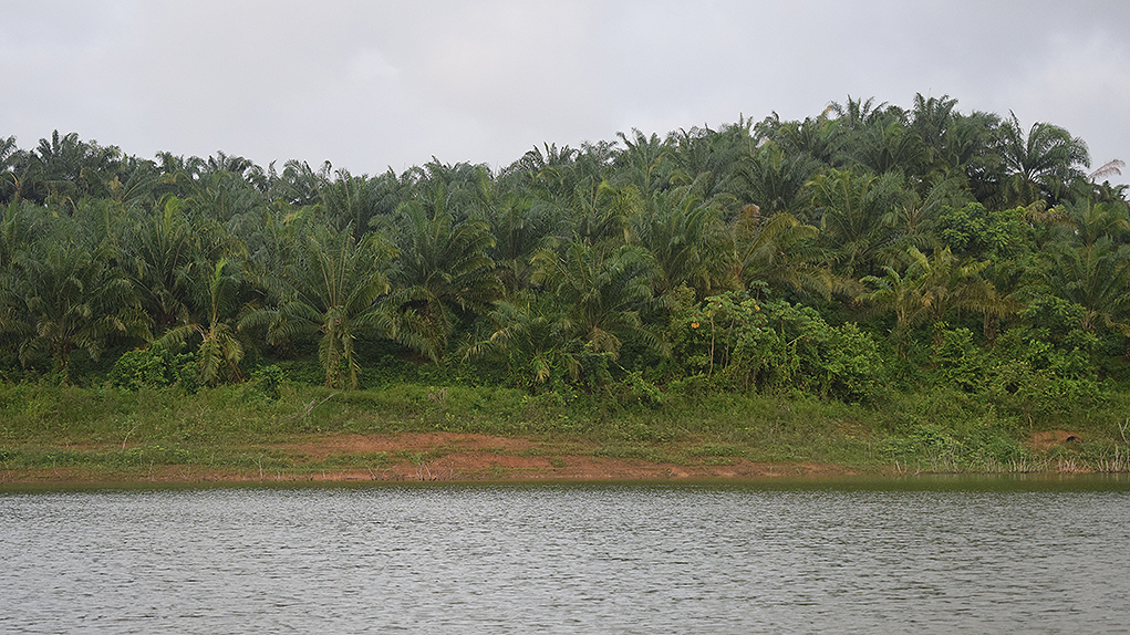 As in the other dams of the María La Baja Irrigation District, around the San José de Playón reservoir, hundreds of hectares are planted with oil palm and pineapple. Photo: Carlos Antonio Mayorga Alejo.